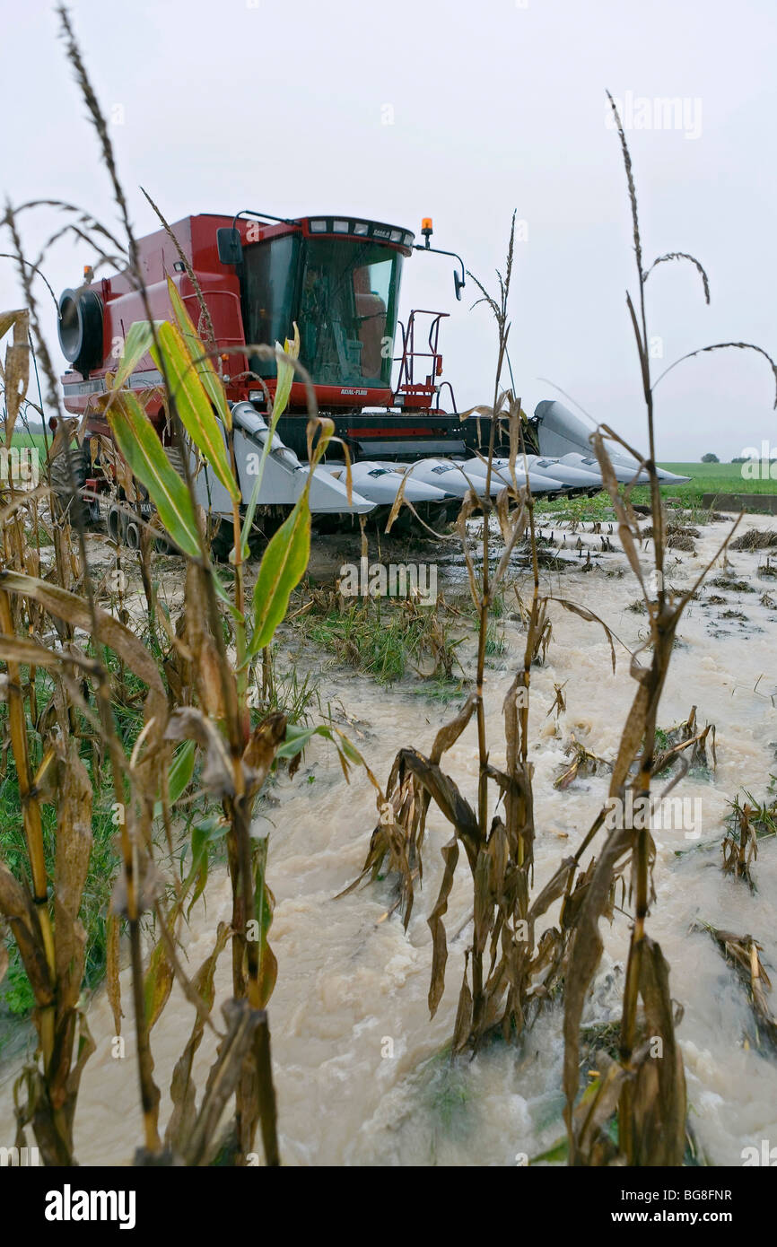 Bad weather maize hires stock photography and images Alamy
