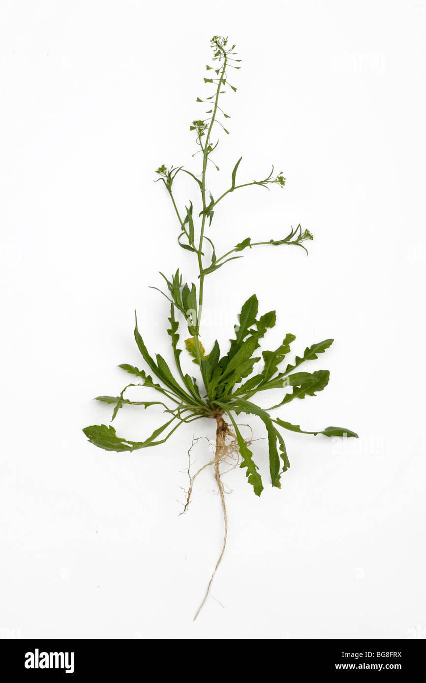 Capsella bursa-pastoris plant (known as shepherd's-purse) Stock Photo