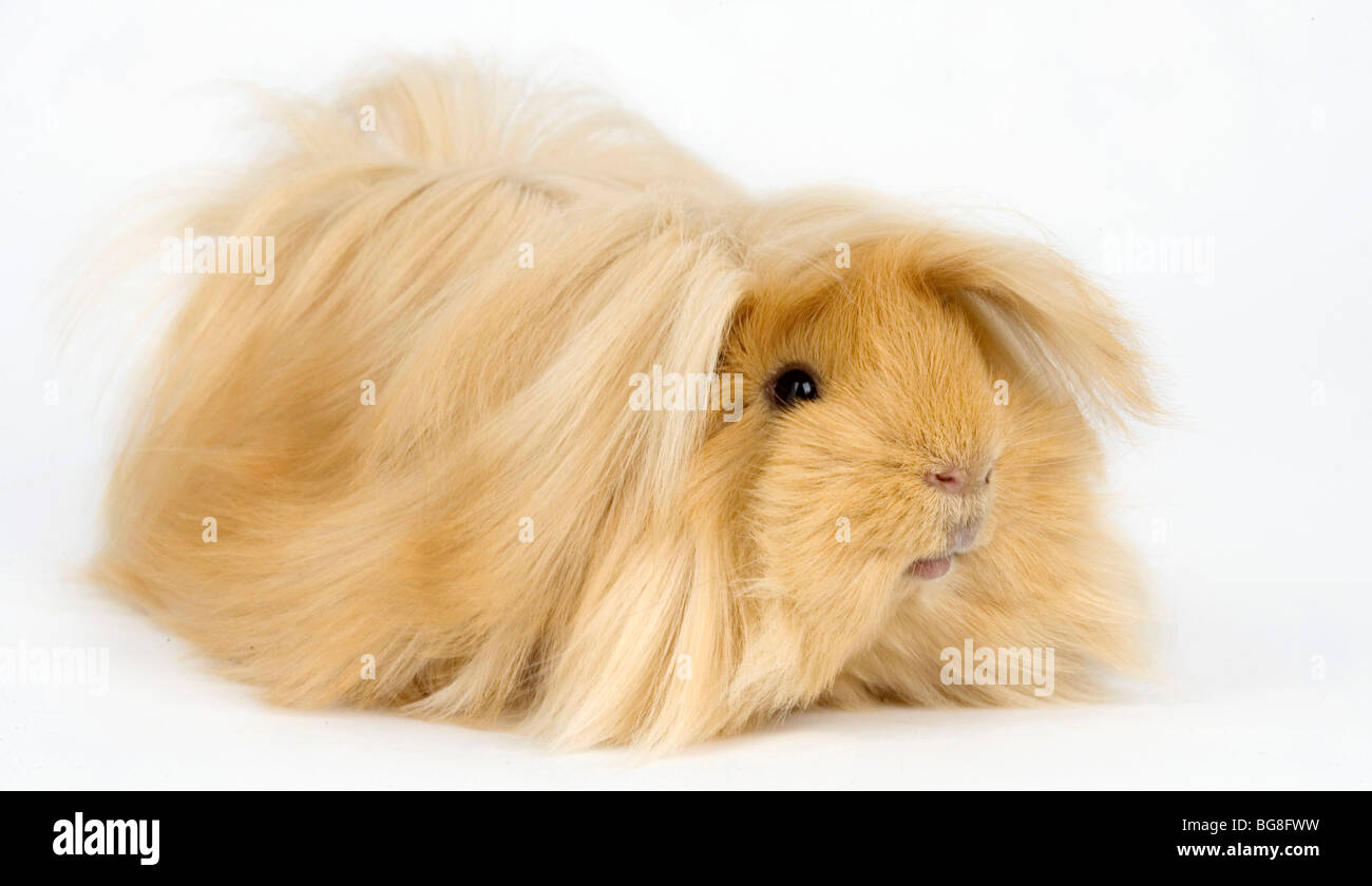 peruvian guinea pig