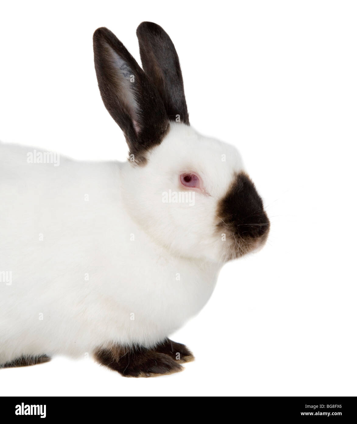 Russian rabbit Stock Photo Alamy