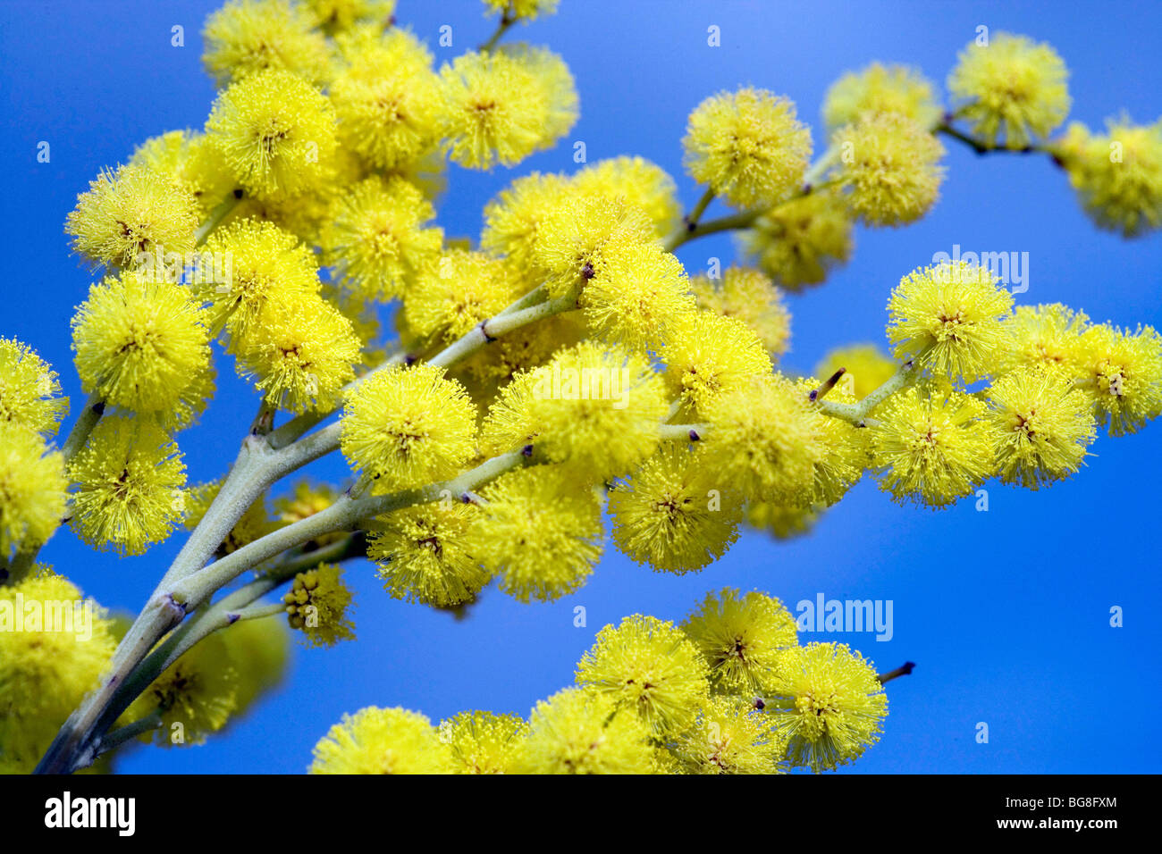 Mimosa in bloom Stock Photo - Alamy