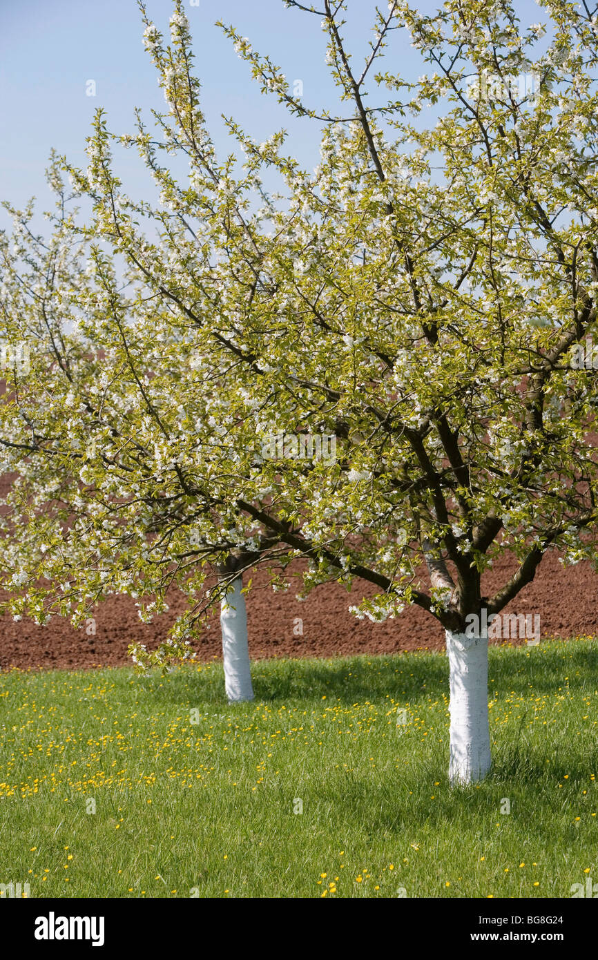 Orchard with cherry trees in bloom Stock Photo - Alamy