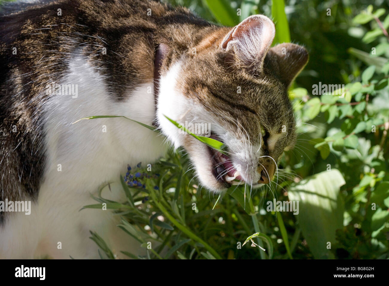 Photo inspiration: Visual Reference: Cat Eating Grass Stock Photo