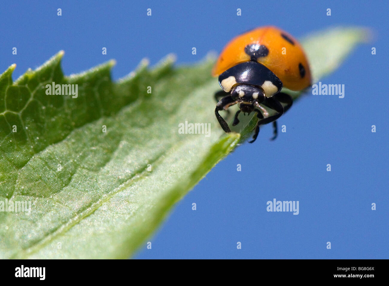 Ladybird / laydybug Stock Photo