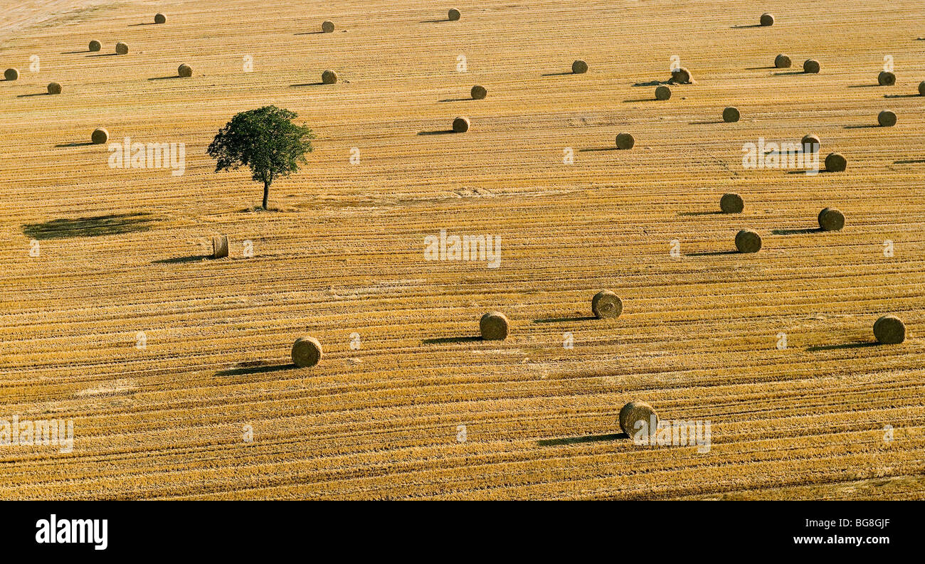 Aerial view wheat field ripening hi-res stock photography and images ...