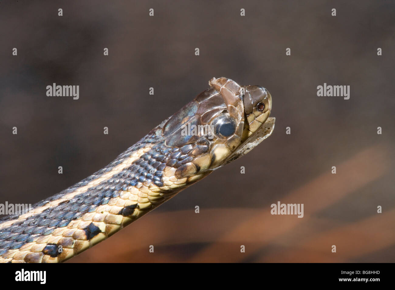 Eastern Garter Snake (Thamnophis sirtalis sirtalis). Sloughing of skin beginning from tip of the nose. Ecdysis. Stock Photo
