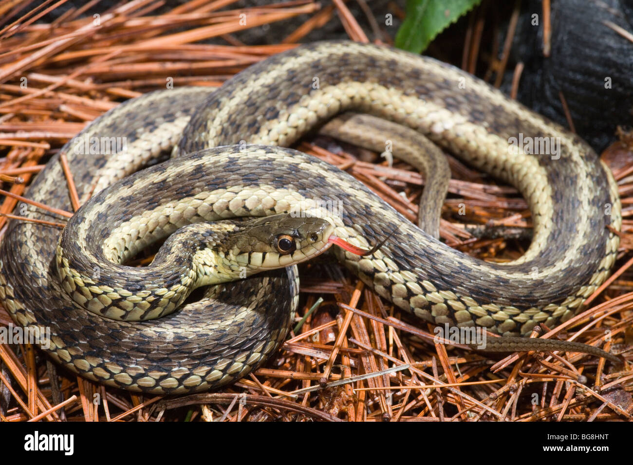 Eastern Garter Snake (Thamnophis sirtalis sirtalis). Rhode Island, USA. Stock Photo