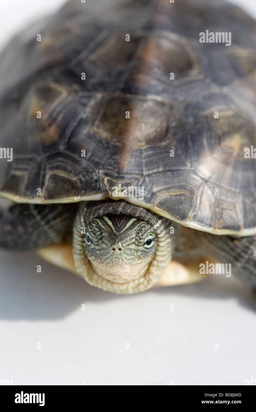 Chinese Stripe-necked Turtle (Ocadia sinensis). Stock Photo