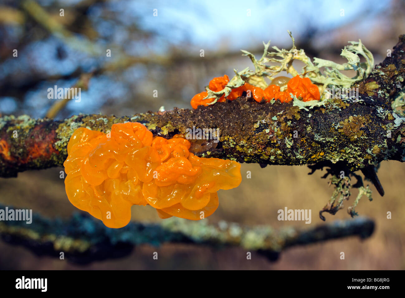 Orange Jelly fungus on a mossy branch Oxfordshire England UK Stock Photo