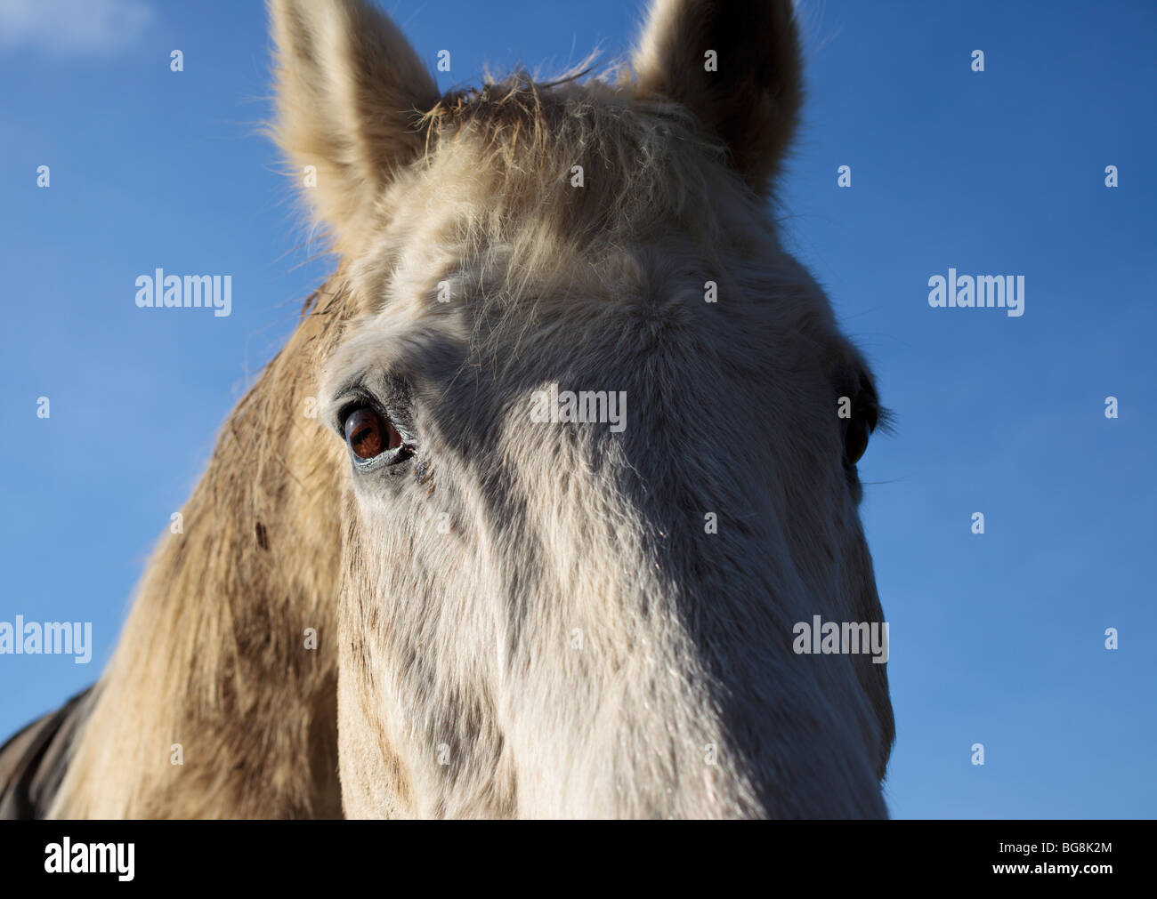 Horse eye portrait Stock Photo