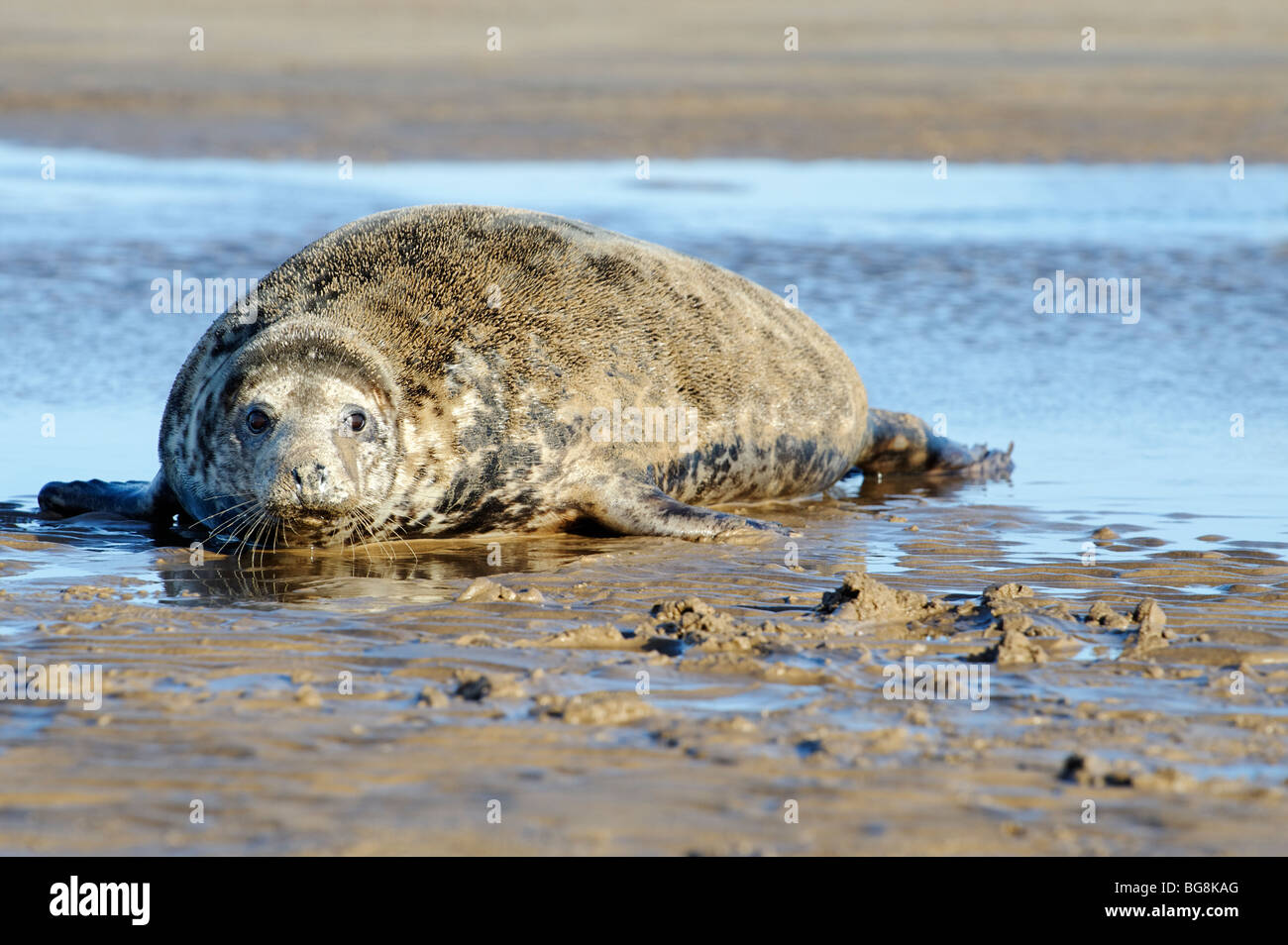 Grey Seal on the beach at Donna Nook in Lincolnshire Stock Photo