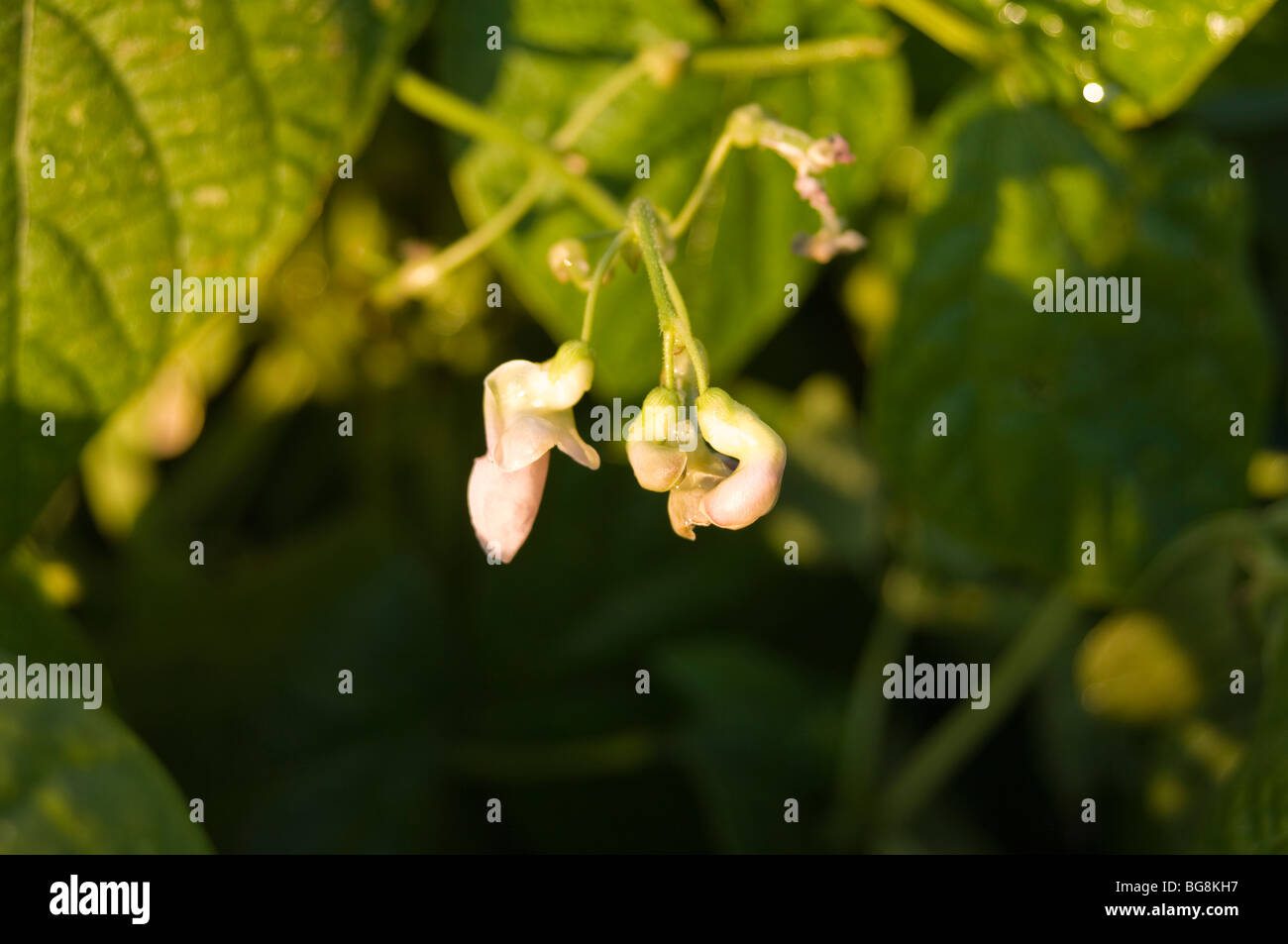french-beans-in-flower-on-an-allotment-stock-photo-alamy
