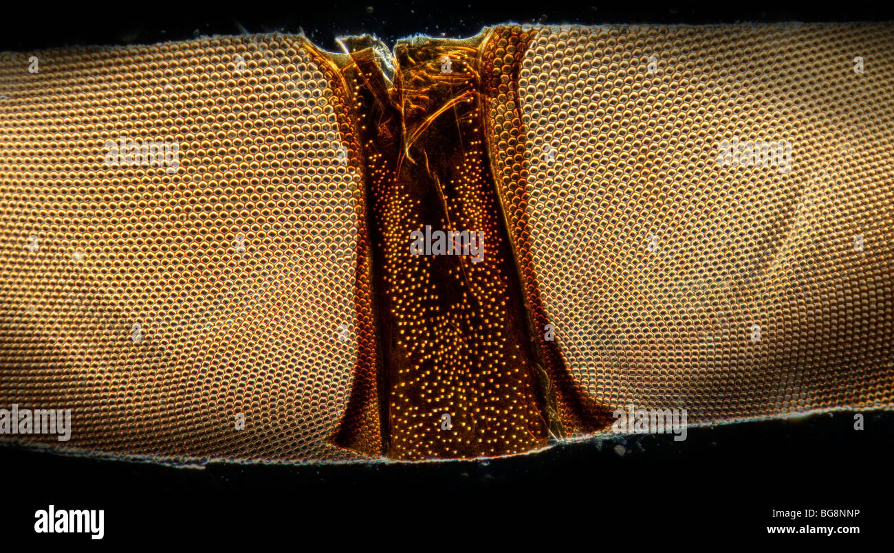 Darkfield photomicrograph of beetle compound eyes showing cellular structure Stock Photo