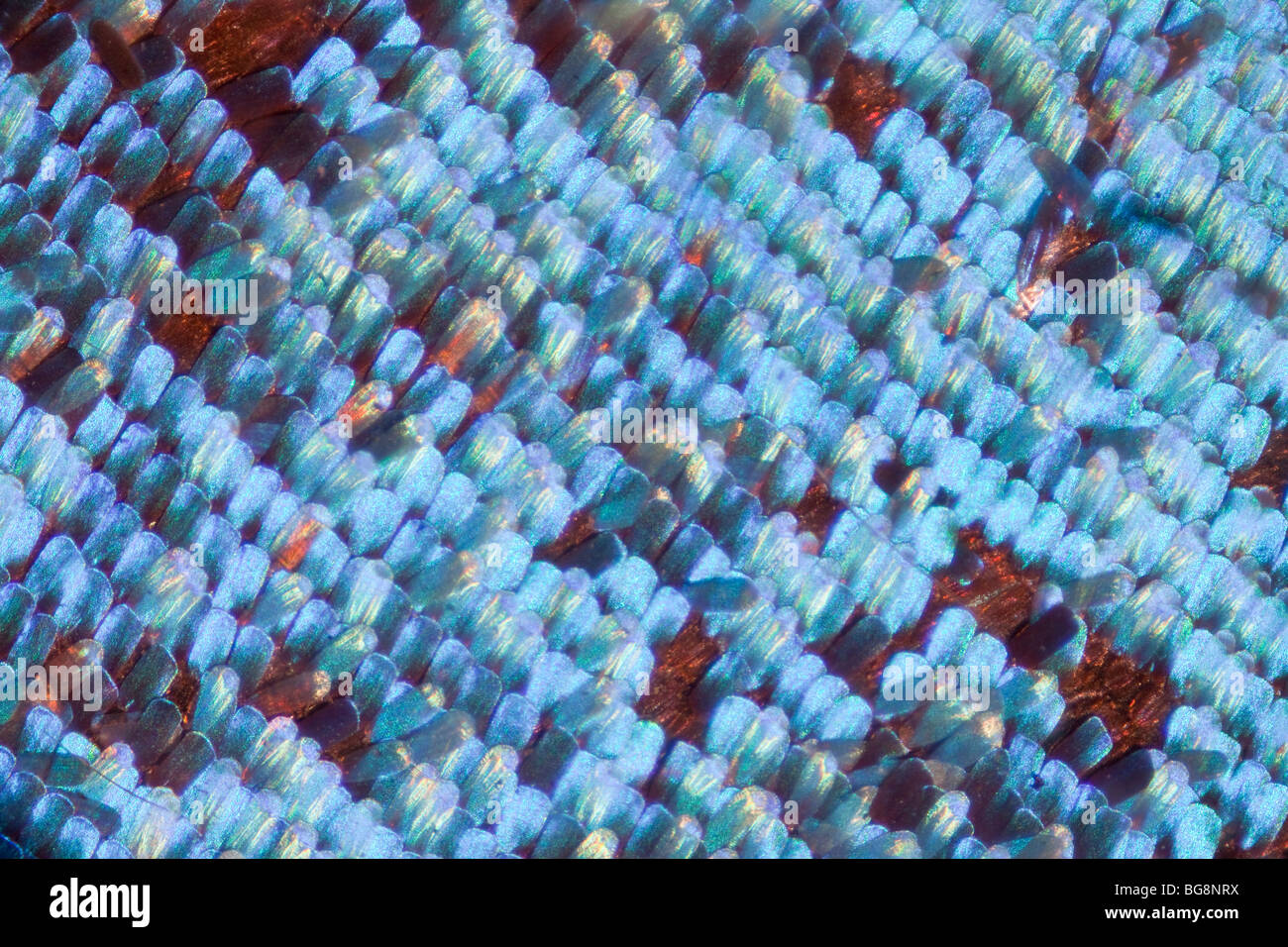 High macro photograph of wing scales on A Morpho sp. butterfly Stock Photo