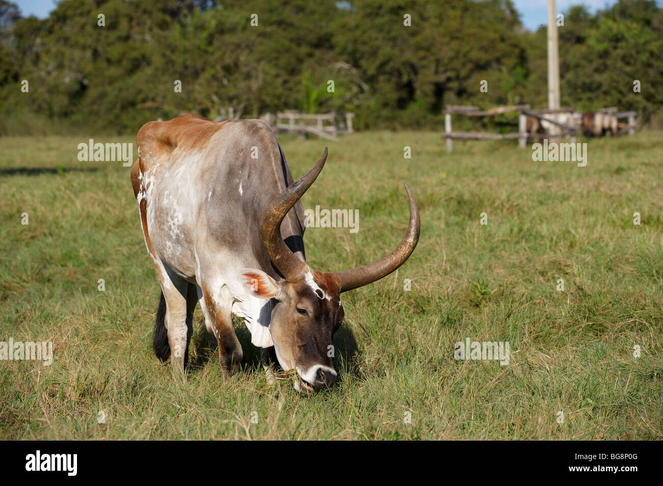original Pantanal cattle with huge horns, PANTANAL, MATO GROSSO, Brasil, South America Stock Photo