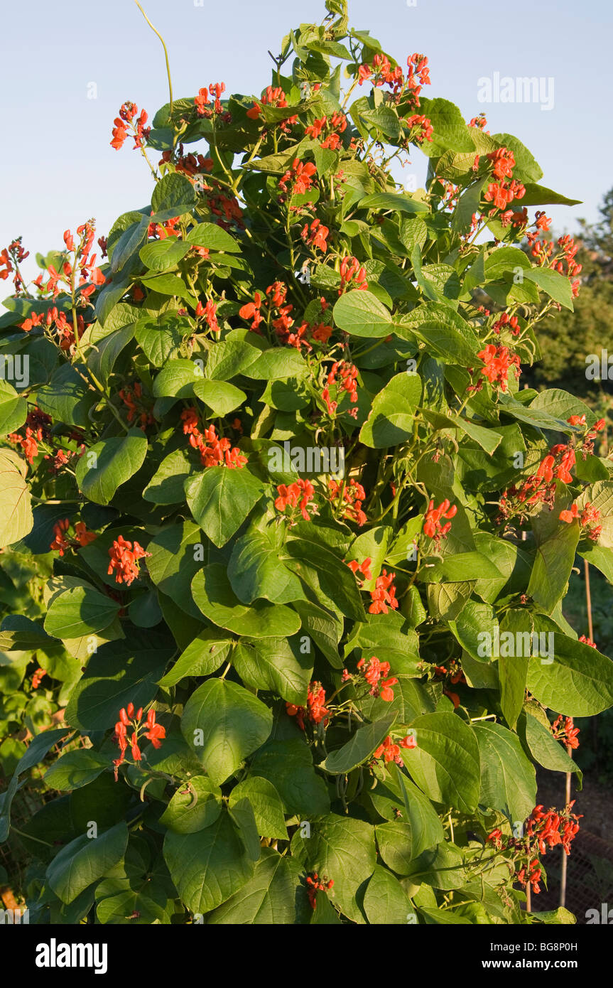 Bean climb hi-res stock photography and images - Alamy