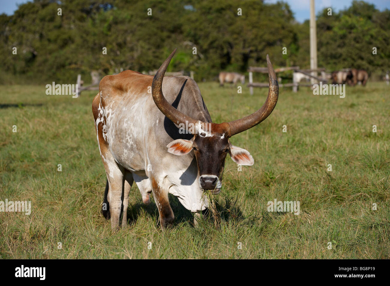 original Pantanal cattle with huge horns, PANTANAL, MATO GROSSO, Brasil, South America Stock Photo