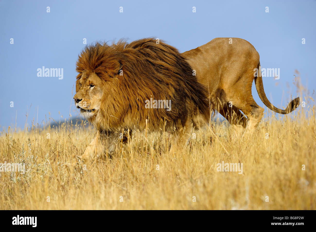 Barbary lion (Panthera leo), extinct in wild- captive, Bozeman, Montana, USA Stock Photo