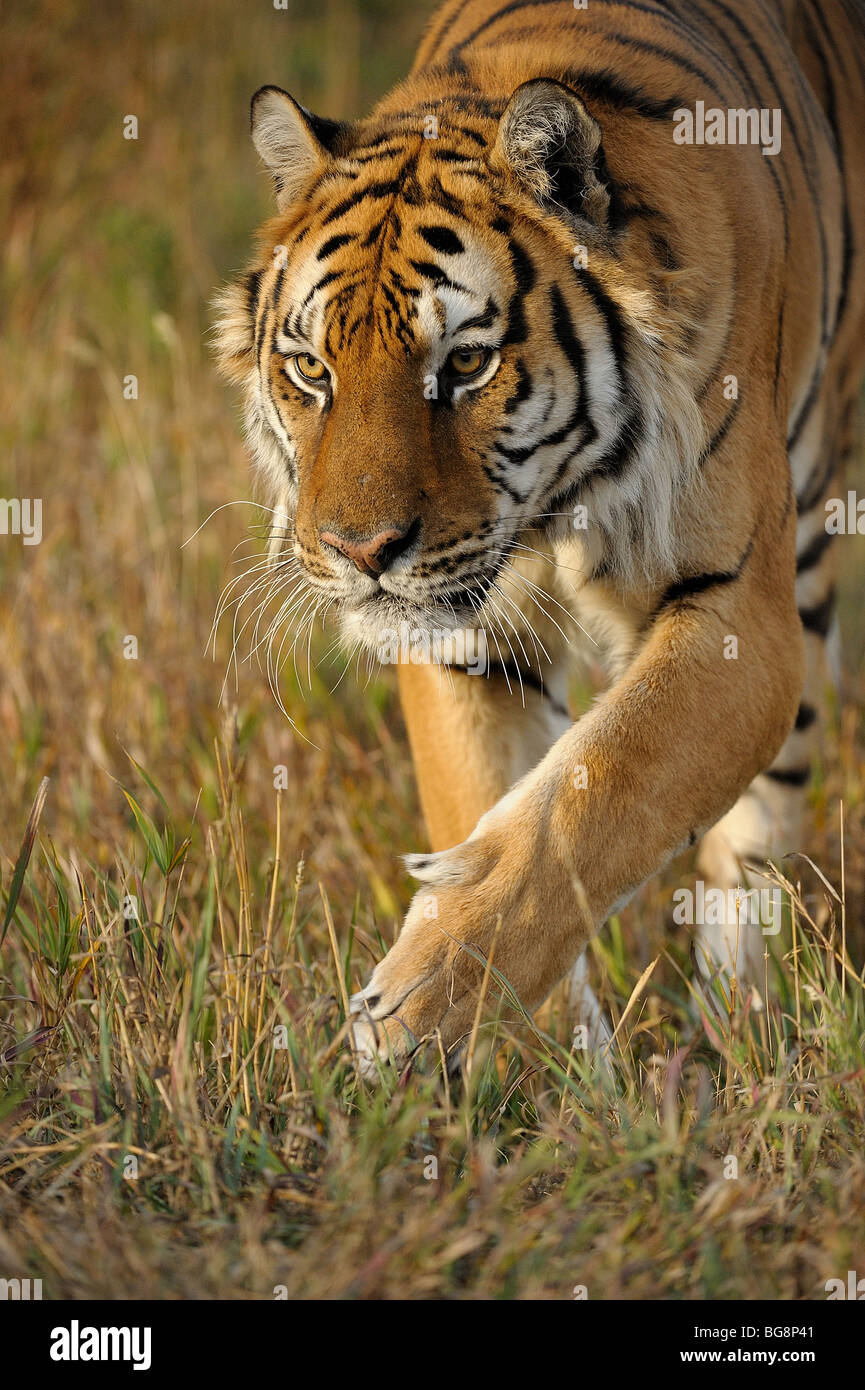Siberian tiger (Panthera tigris altaica)- captive, Bozeman, Montana, USA Stock Photo
