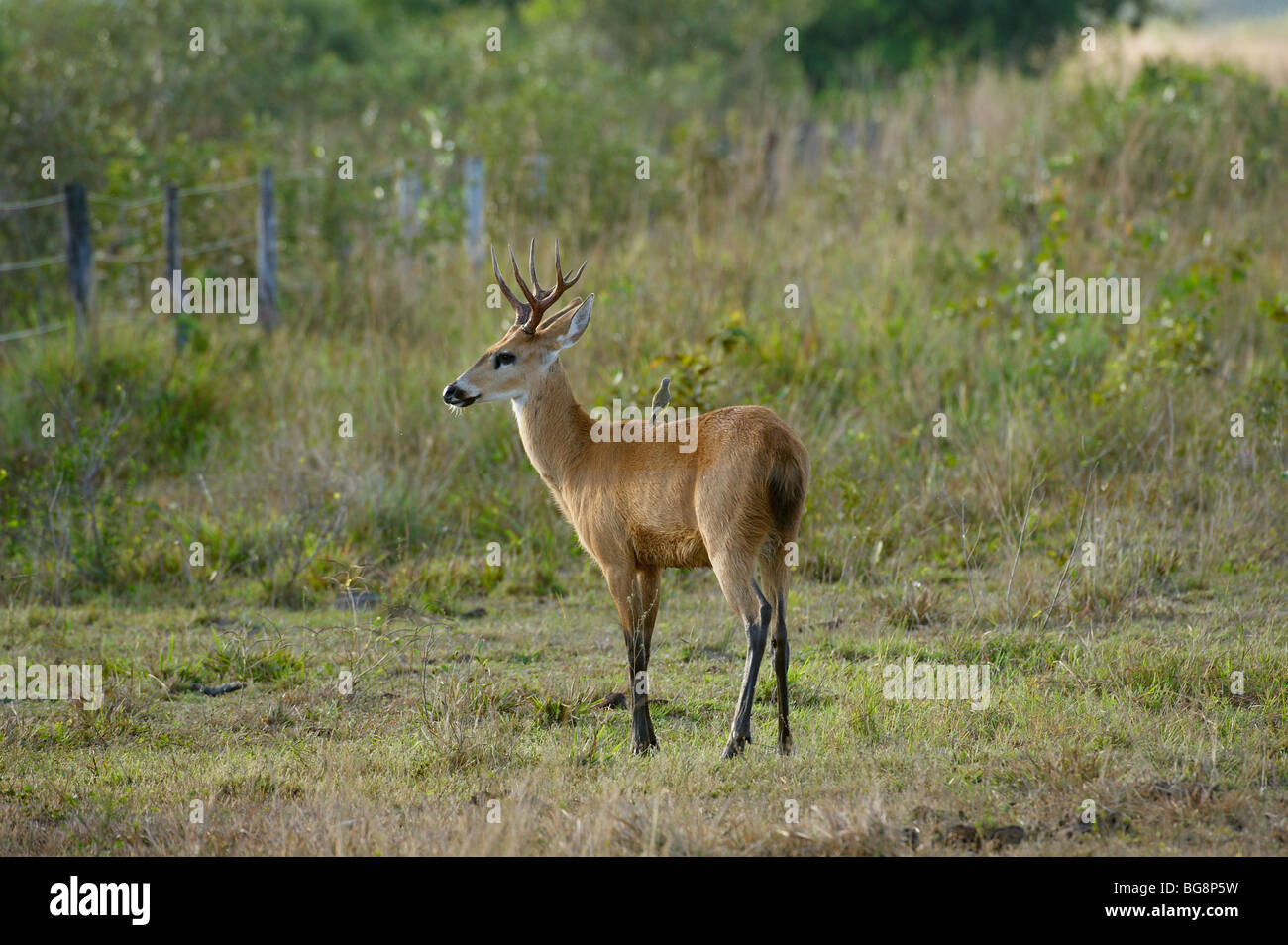 male marsh deer, BLASTOCERUS DICHOTOMUS, PANTANAL, MATO GROSSO, Brasil, South America Stock Photo