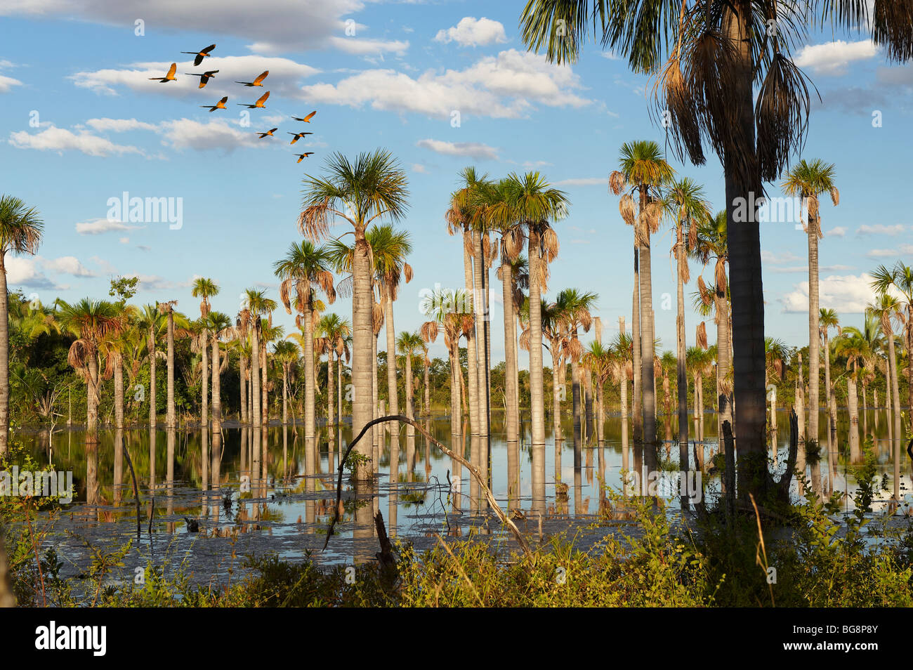 wetlands with palms at Amazon forest and flying BLUE-AND-YELLOW MACAWS, NOBRES, Bom Jardim, MATO GROSSO, Brasil, South America Stock Photo