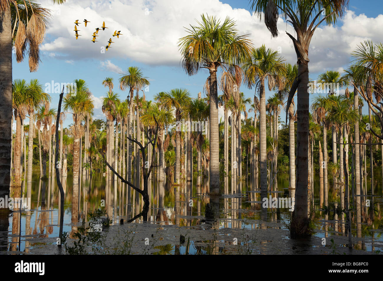 wetlands with palms at Amazon forest with flying Blue-winged Macaws, NOBRES, Bom Jardim, MATO GROSSO, Brasil, South America Stock Photo