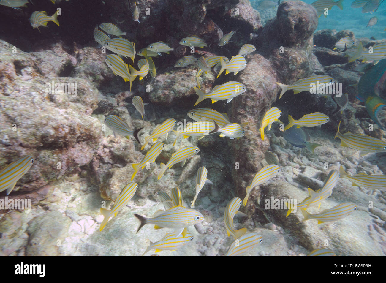 Underwater picture of tropical fishes. Key West, Florida Stock Photo