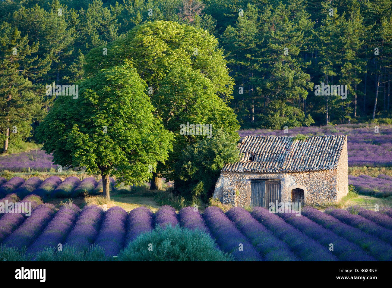 France, Alpes de Haute Provence, Verdon Regional Nature Park, Plateau de Valensole, Puimoisson, cabanon in a lavender field Stock Photo