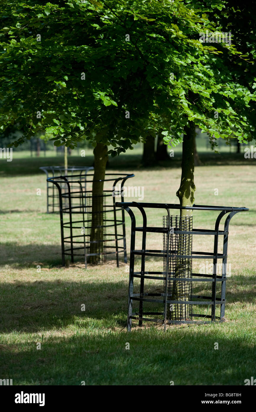 park trees with cattle protection iron cages Stock Photo - Alamy