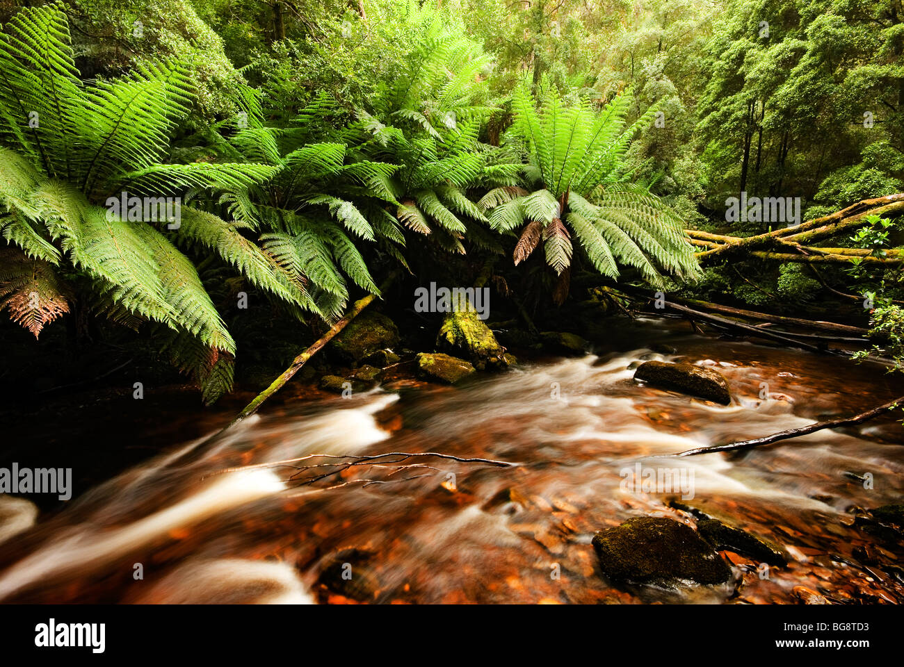 Tasmanian rain forest hi-res stock photography and images - Alamy