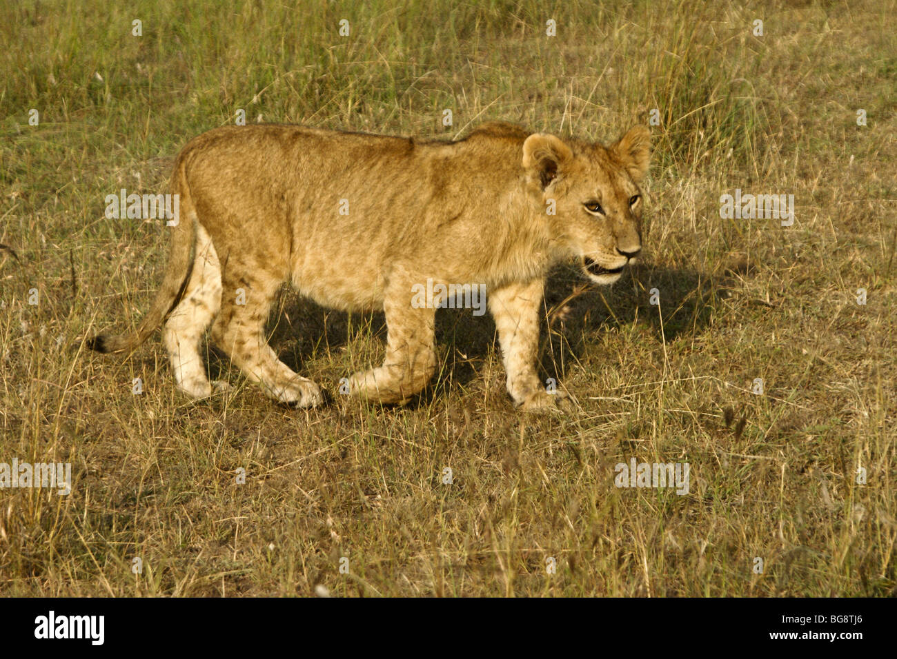 African lion cub hi-res stock photography and images - Alamy
