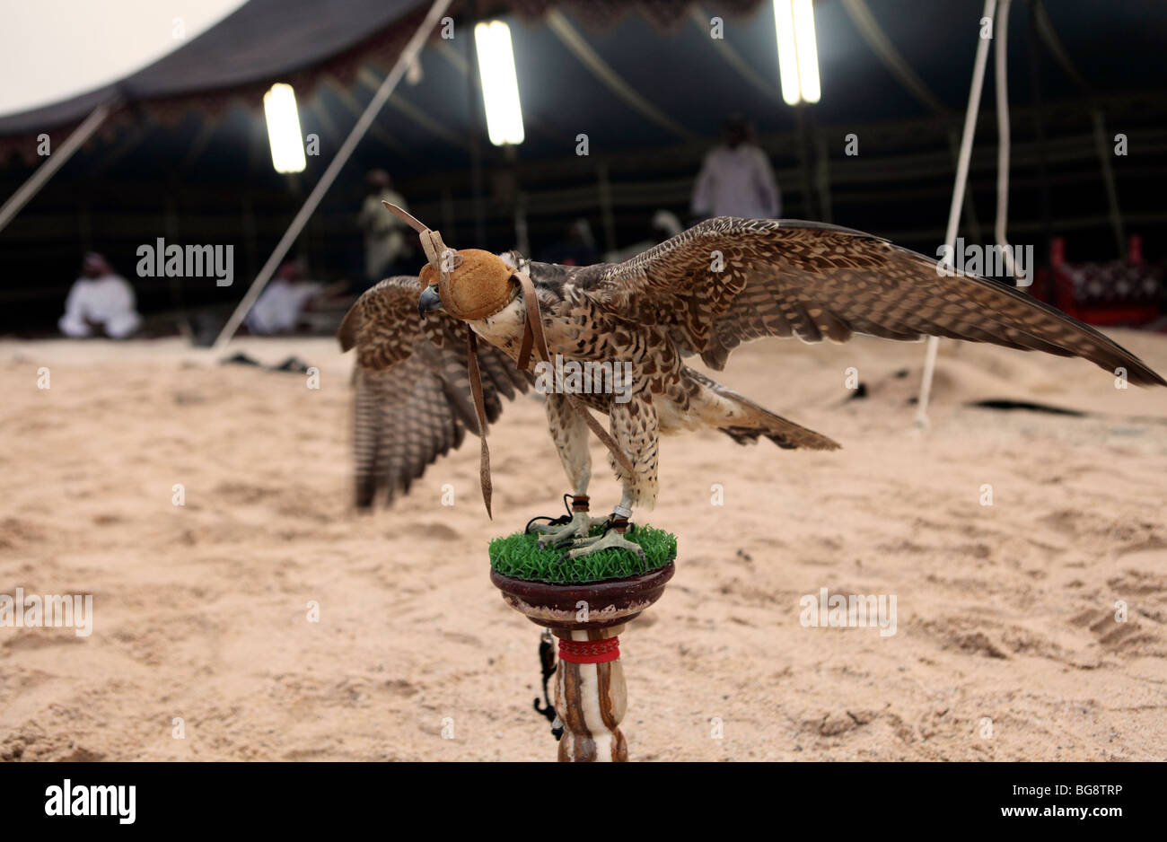 A hunting falcon tethered to a post stretches its wings at dusk in a desert camp in Qatar, Arabia Stock Photo
