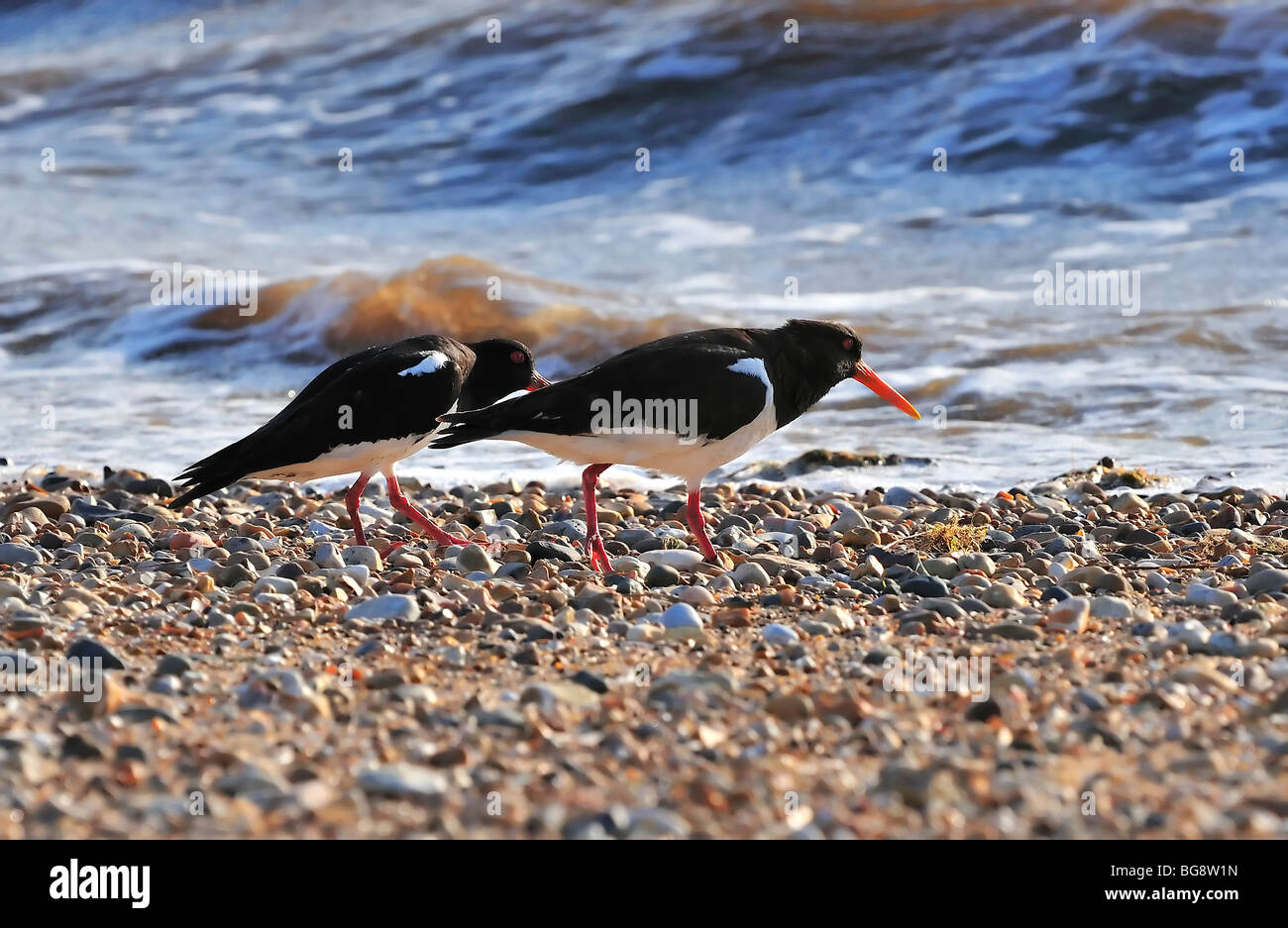 Oystercatcher norfolk bird wader hires stock photography and images