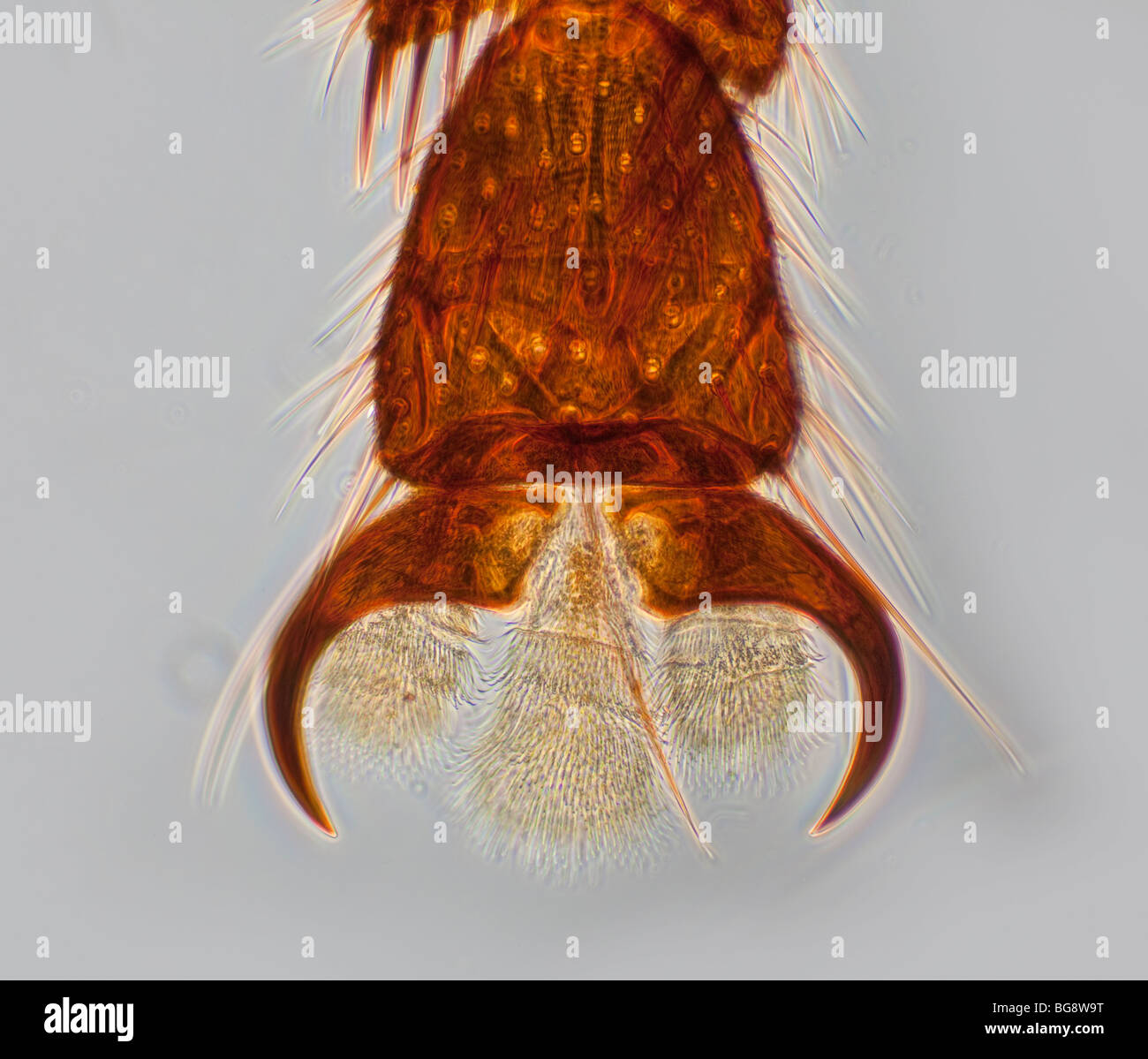 Photomicrograph (phase contrast) of foot of Tabanus sp. a Horse Fly Stock Photo