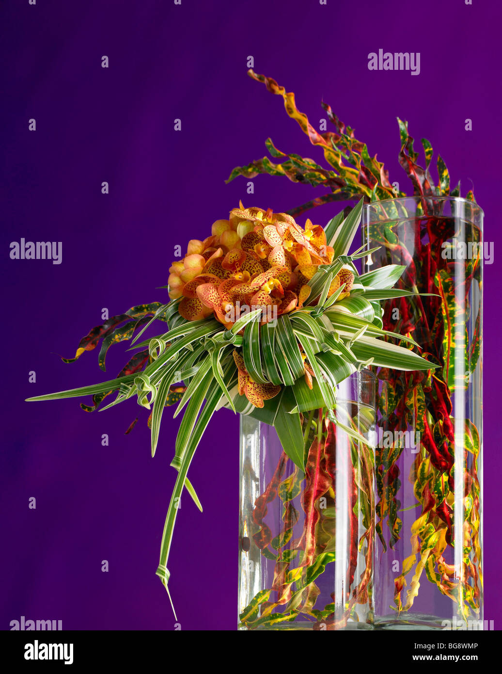 Orange orchids with tied leaves in vase on purple background Stock Photo