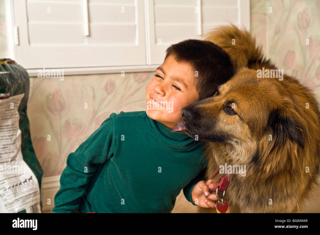 6-7 years old Hispanic boy being licked on the cheek by his chow mix dog licking face  MR  front side view © Myrleen Pearson Stock Photo