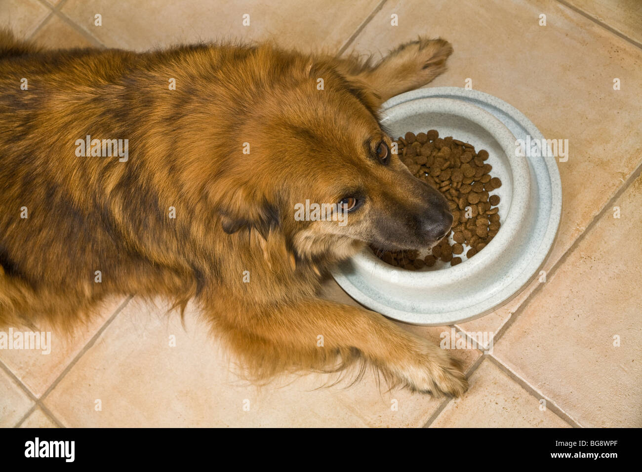 Chow/Shepard mix dogeating from dish. MR  © Myrleen Pearson Stock Photo