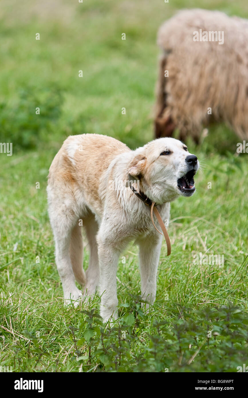 a sheperd dog barking to the sheep in the field Stock Photo
