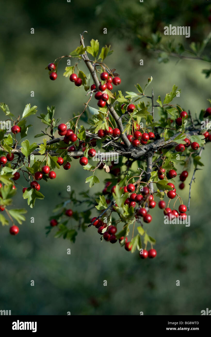 Rose hip buds hires stock photography and images Alamy