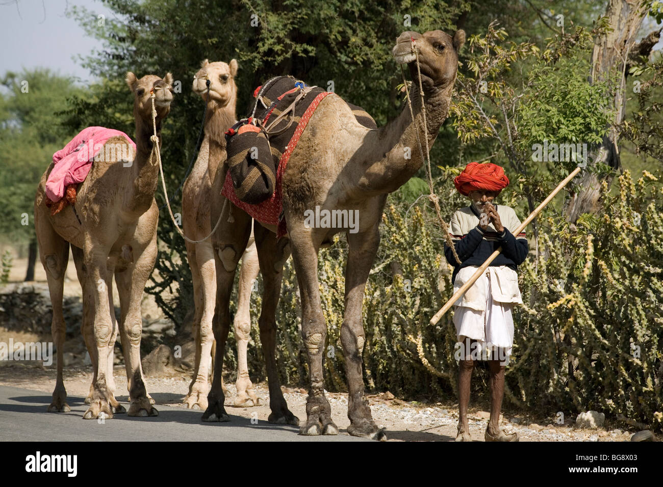 India Rajasthan Camel train Stock Photo