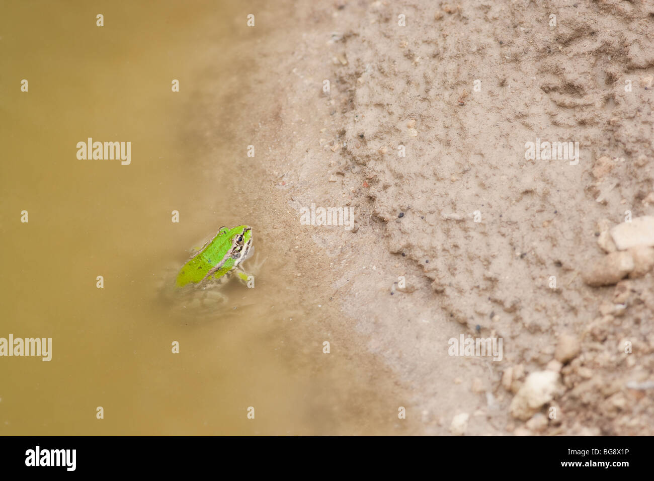 common frog in a pond looking at the camera Stock Photo