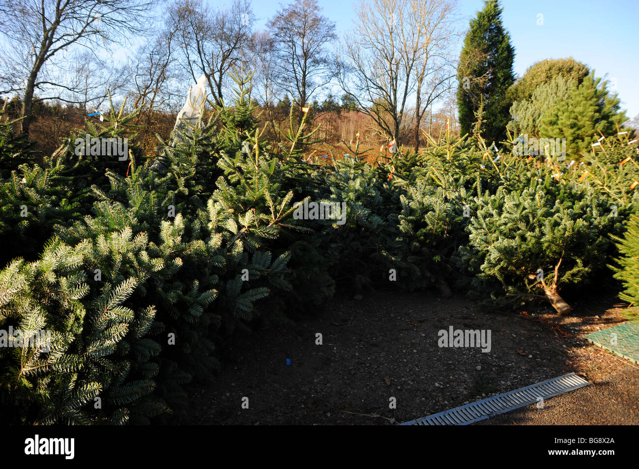 Real christmas trees cut down and ready for sale Stock Photo Alamy