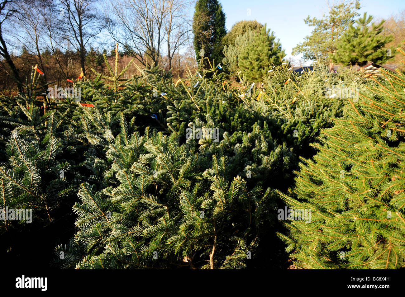 real christmas trees for sale