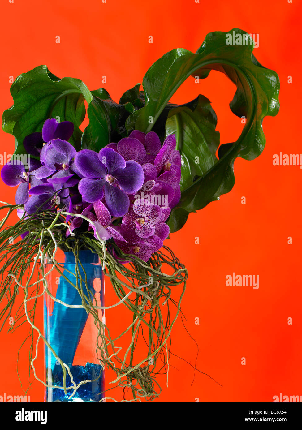 Purple orchid bouquet in vase on orange background Stock Photo