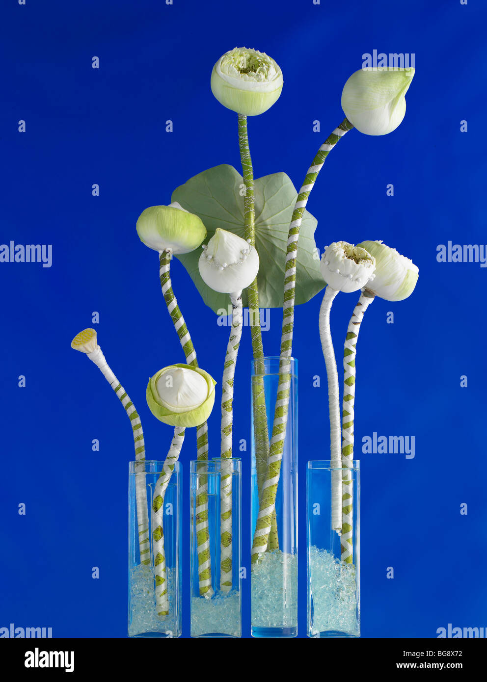 White lotus buds in vases on blue silk background Stock Photo