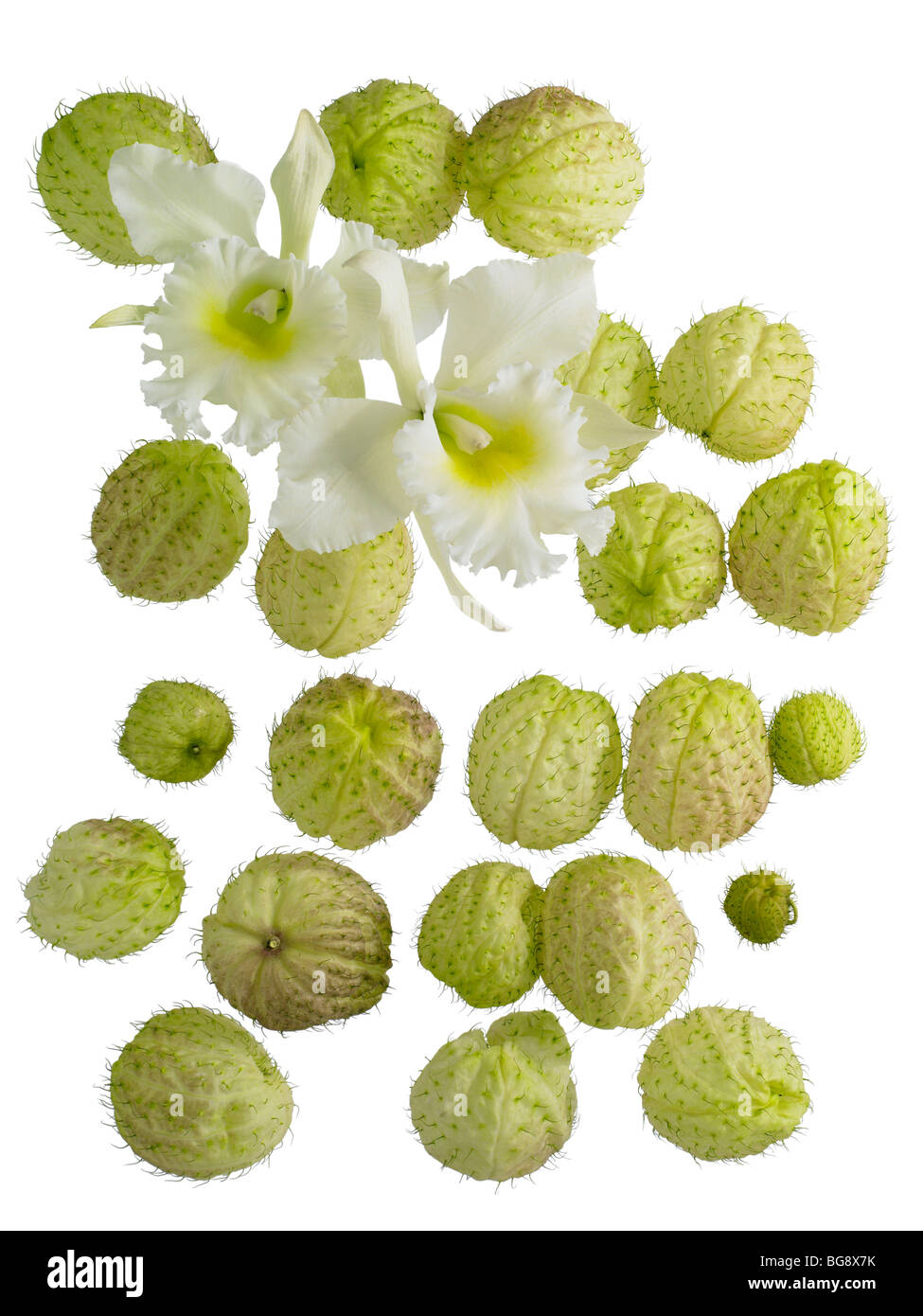 White orchids with green pods on white Stock Photo
