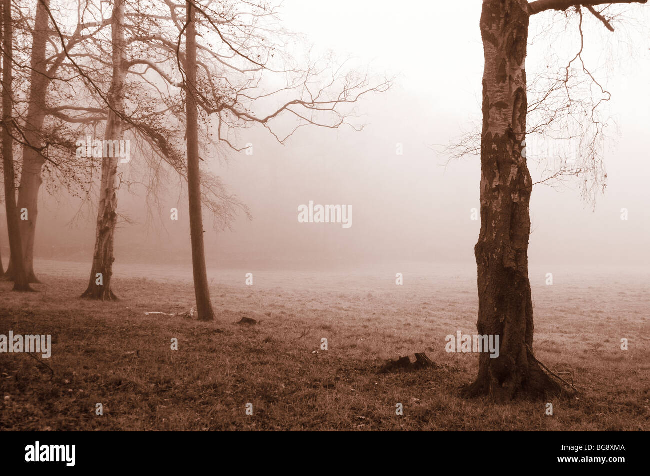 Foggy Morning in Swithland, Leicestershire, UK Stock Photo
