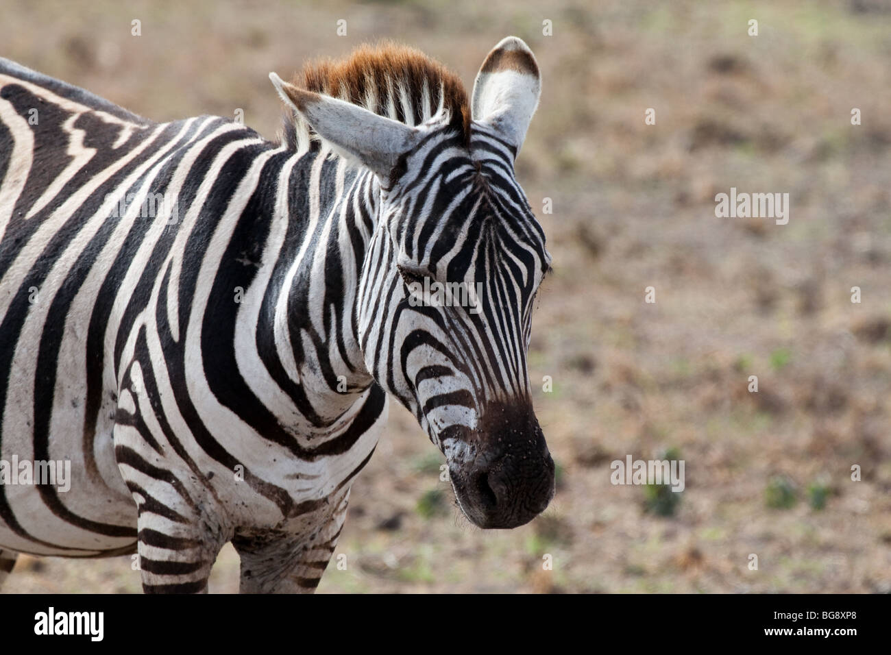 safari zebra wildlife wild animal striped mammal Stock Photo - Alamy