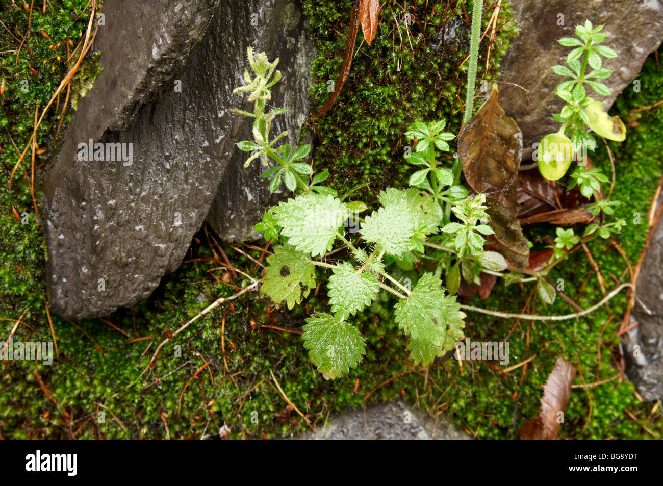 Young nettle, and sphagnum moss growing in a dry stone rock wall in leiicestershire, england Stock Photo
