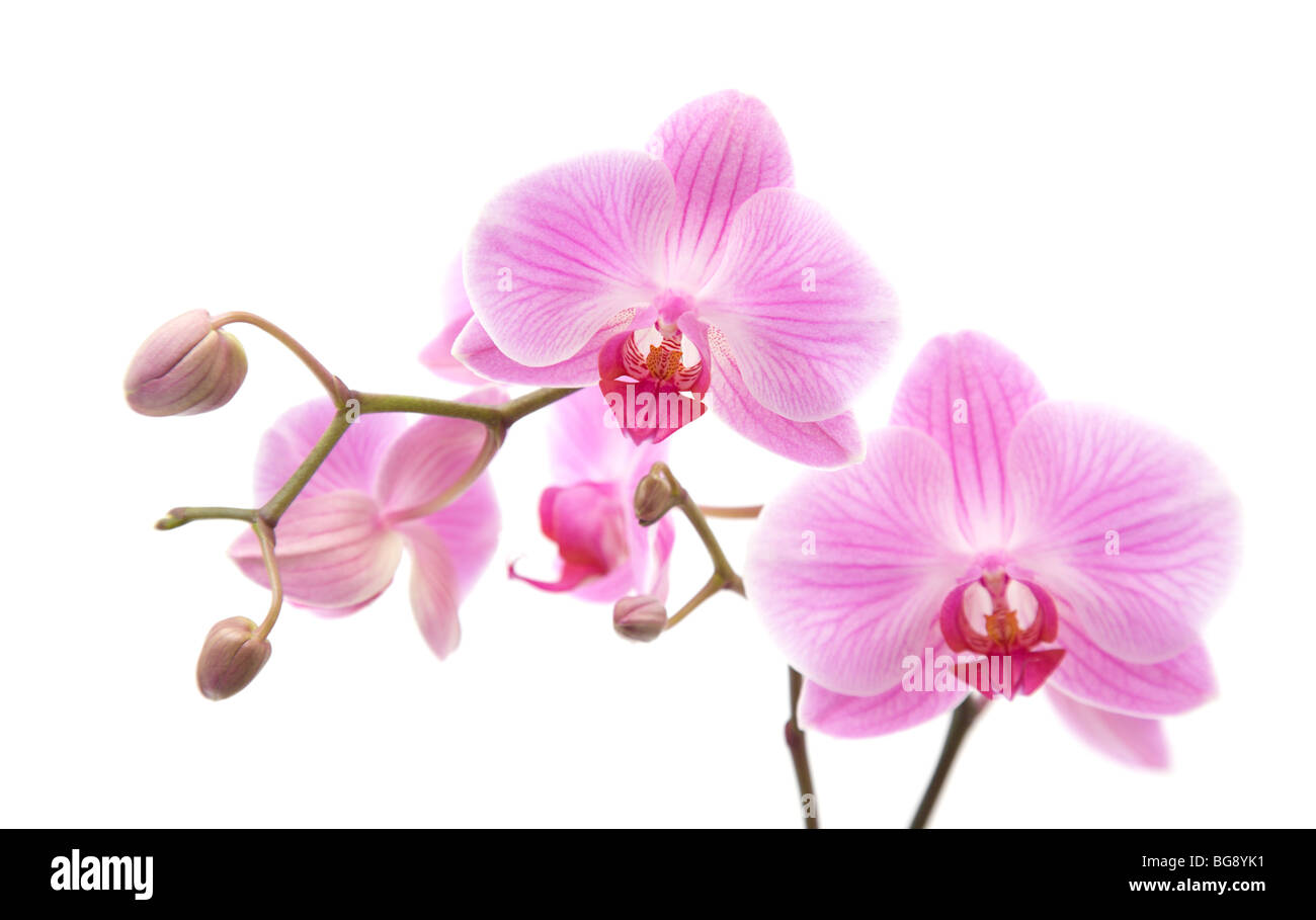 pink stripy phalaenopsis orchid isolated on white Stock Photo